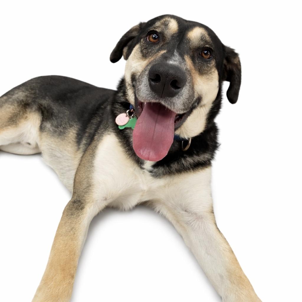 Granby, an adoptable mixed breed in Itasca, IL image 4/6