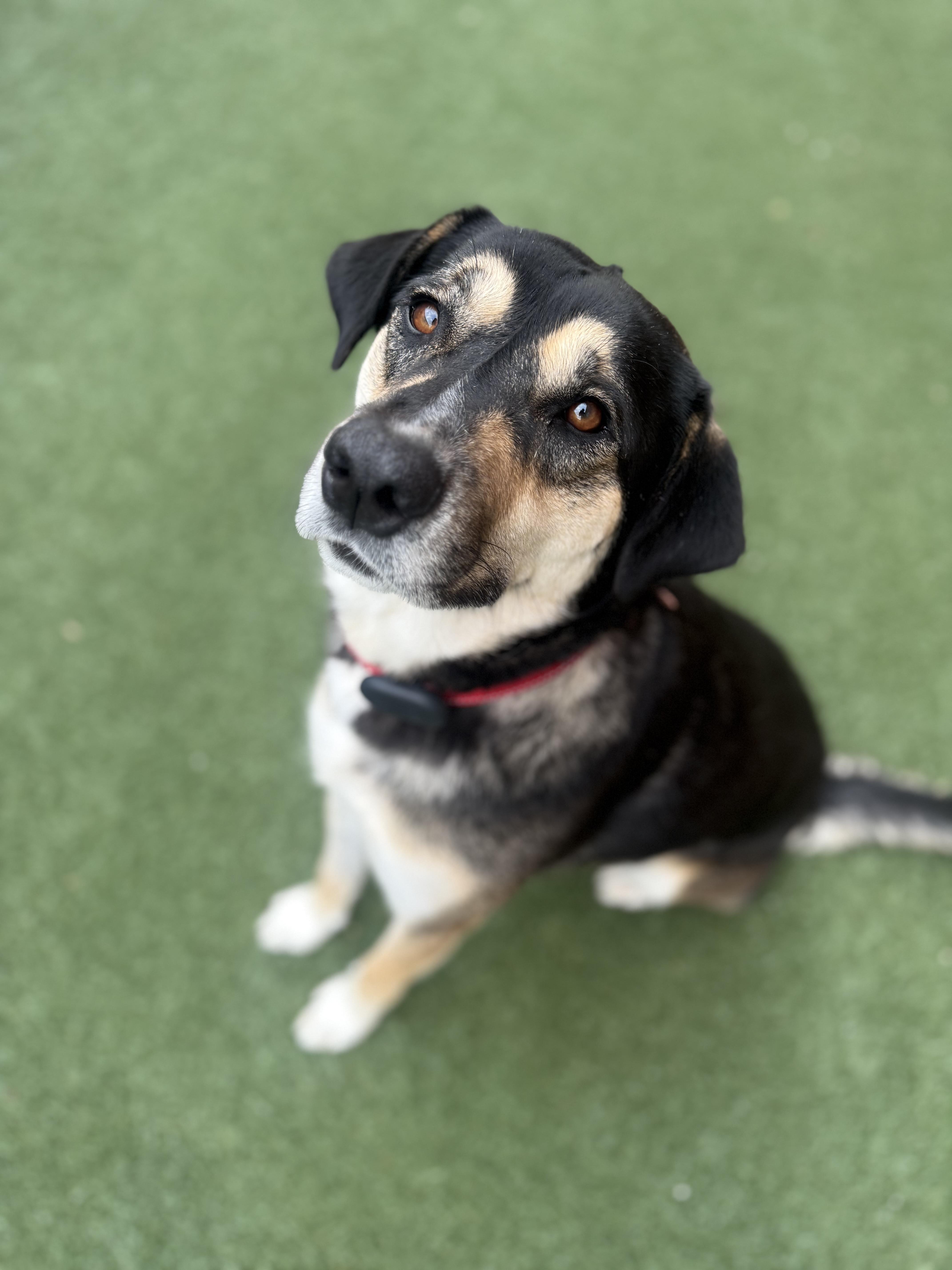 Granby, an adoptable mixed breed in Itasca, IL image 2/6