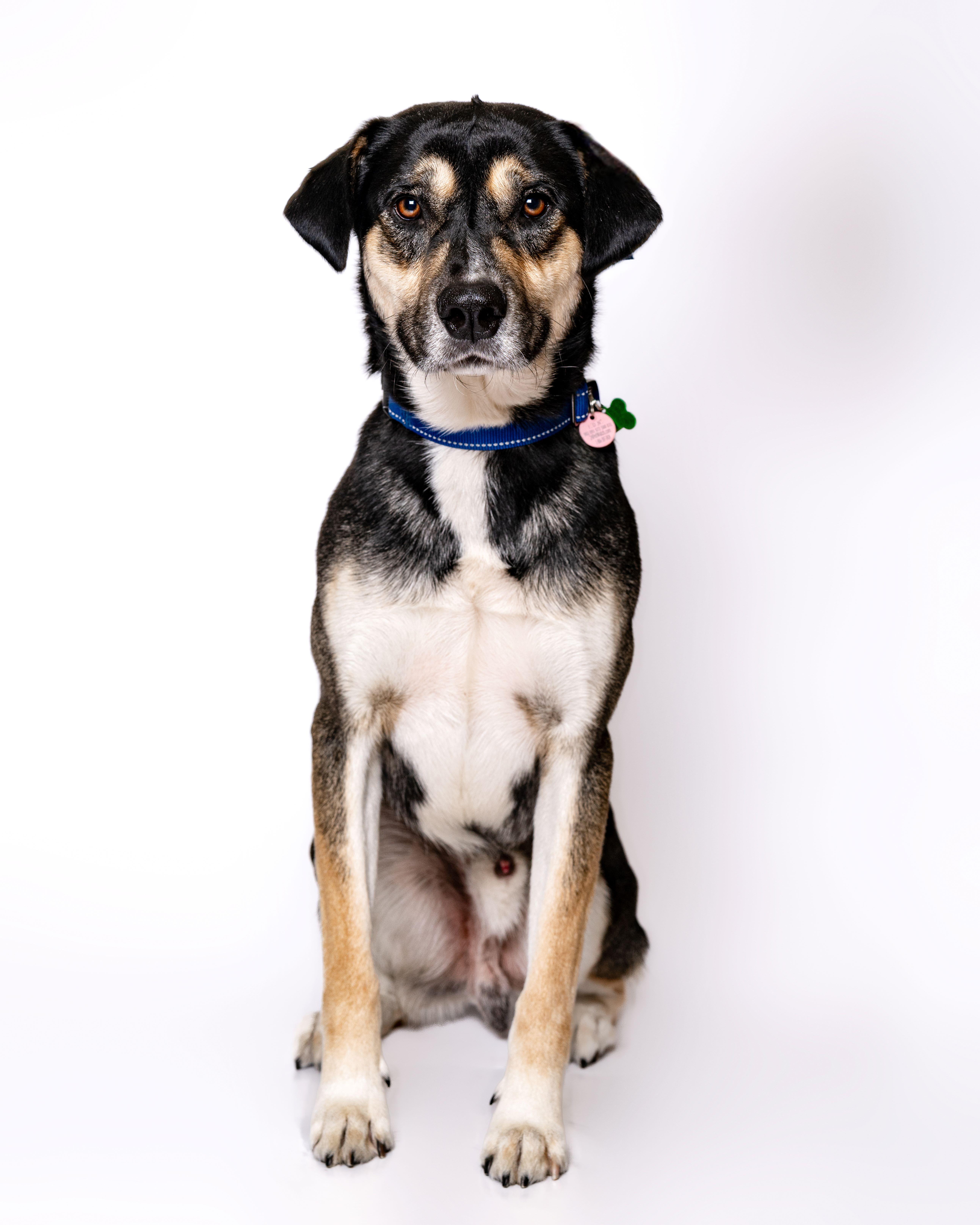 Granby, Adoptable, Young Male Shepherd.