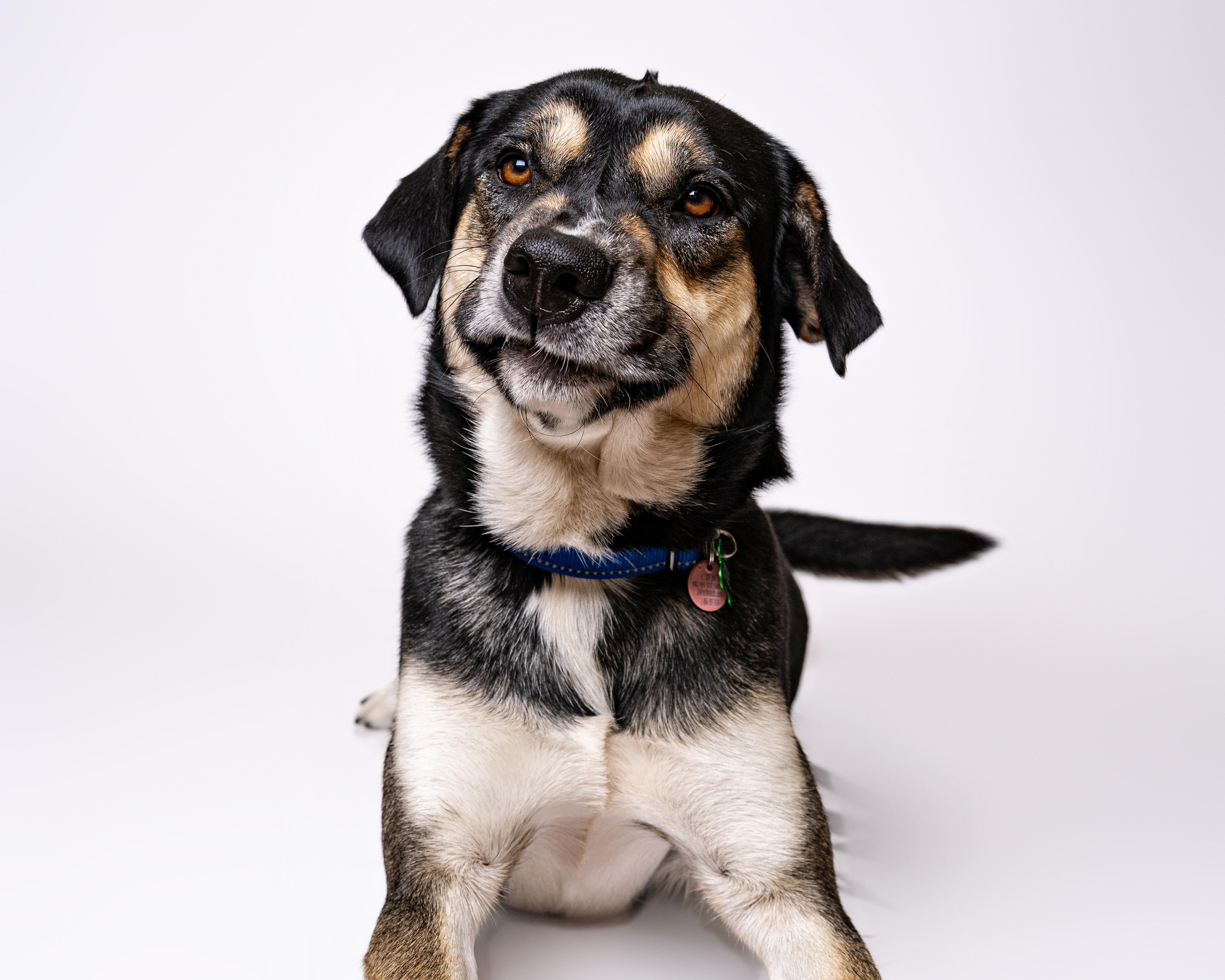 Granby, a Adoptable mixed breed in Itasca, IL image 2/6