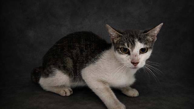 ZINNIA, Adoptable, Young Female Domestic Short Hair.