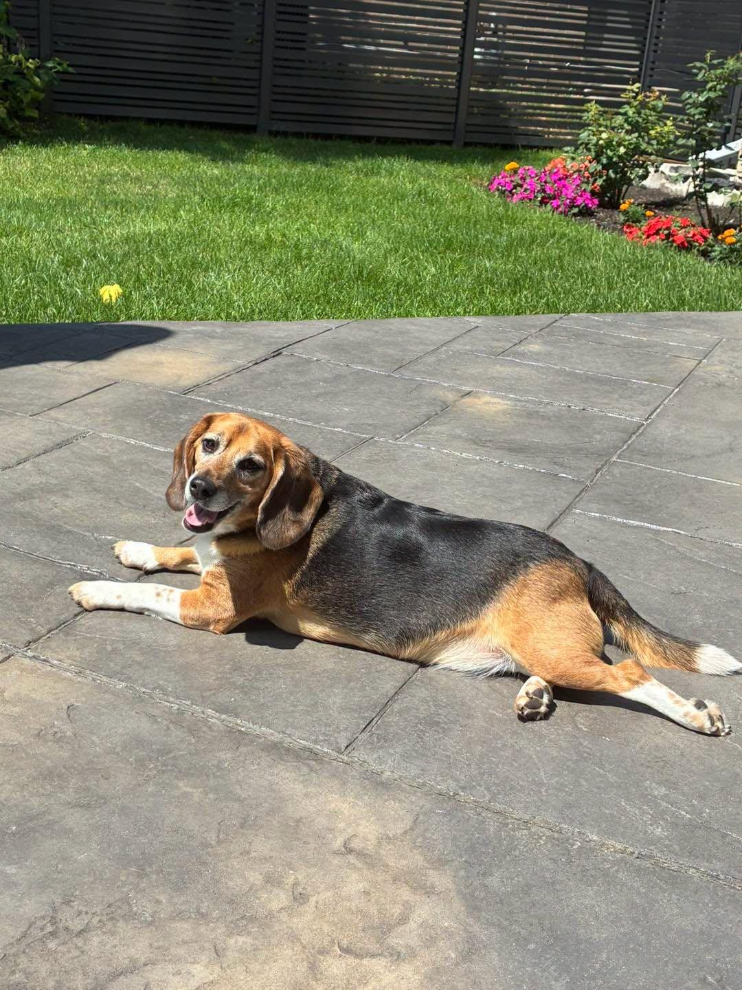 Enlarge Charlie, an adoption pending Beagle in Markham, ON image 5/5