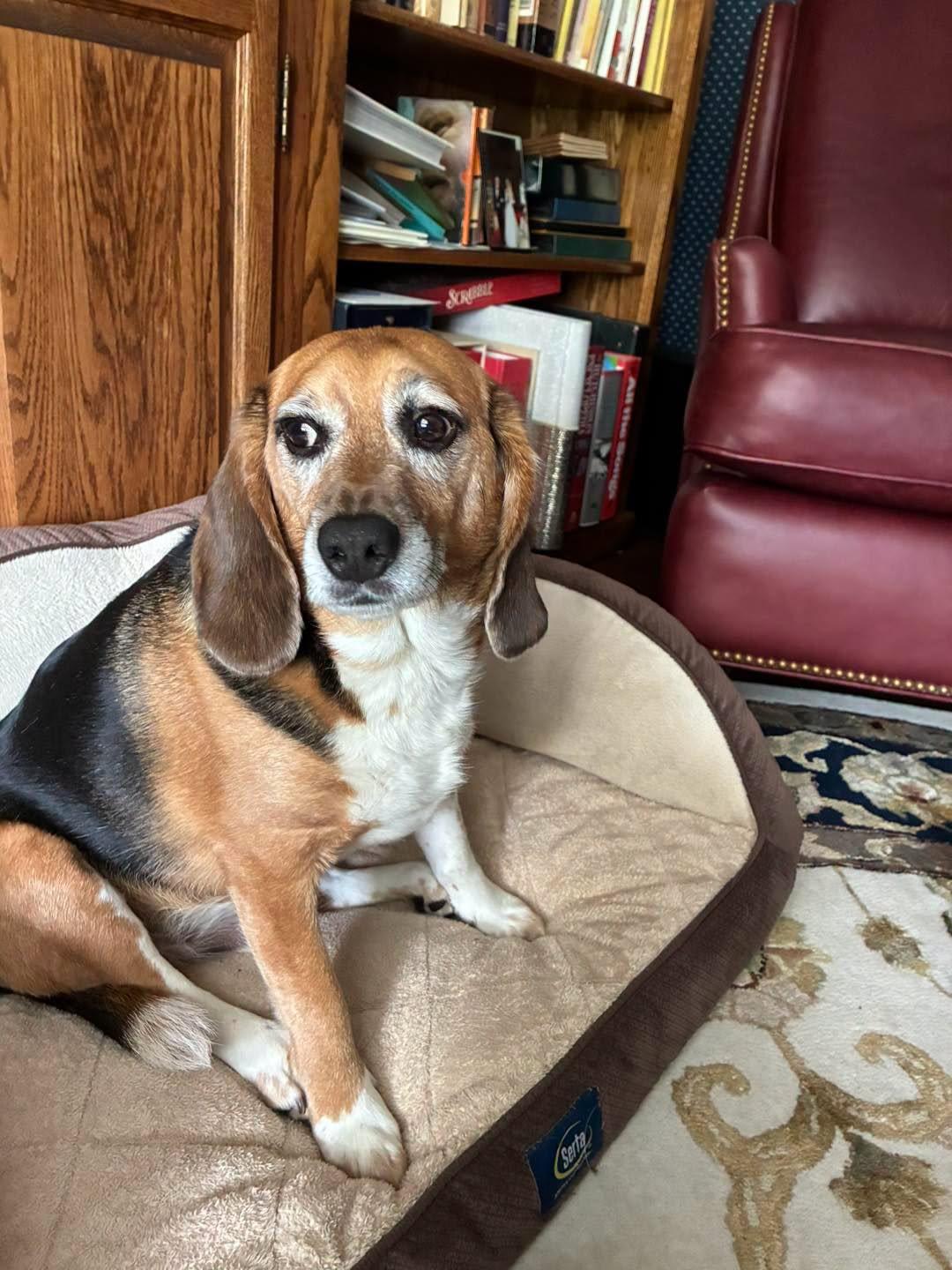 Enlarge Charlie, an adoption pending Beagle in Markham, ON image 4/5