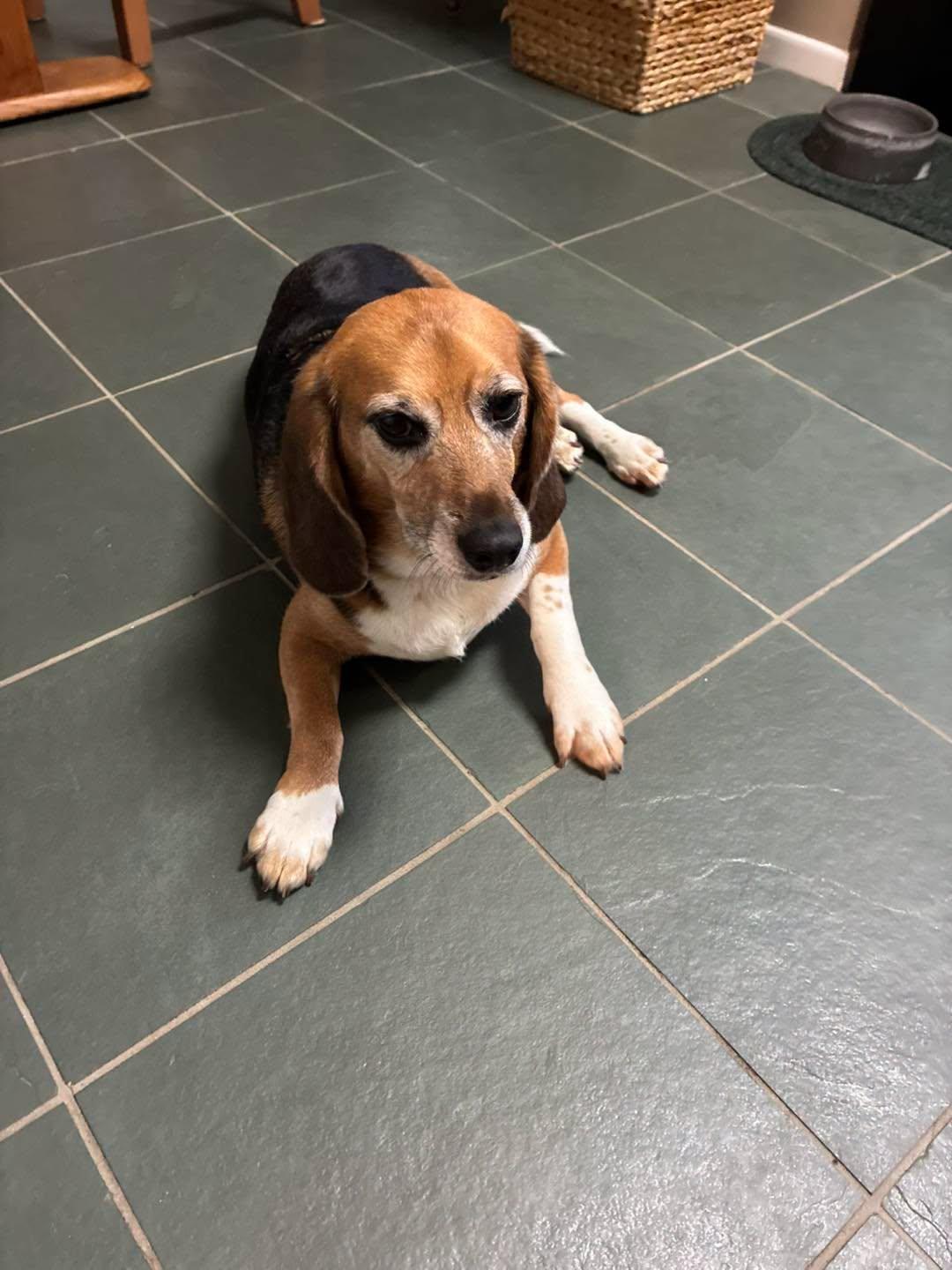 Enlarge Charlie, an adoption pending Beagle in Markham, ON image 2/5