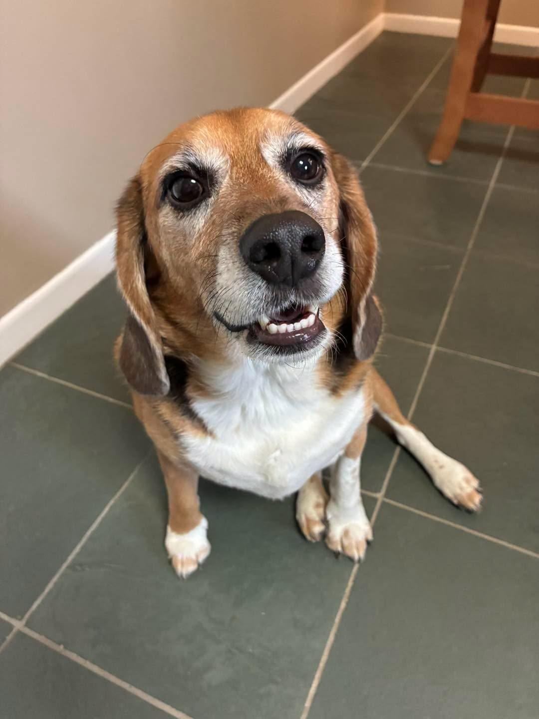 Enlarge Charlie, an adoption pending Beagle in Markham, ON image 3/5