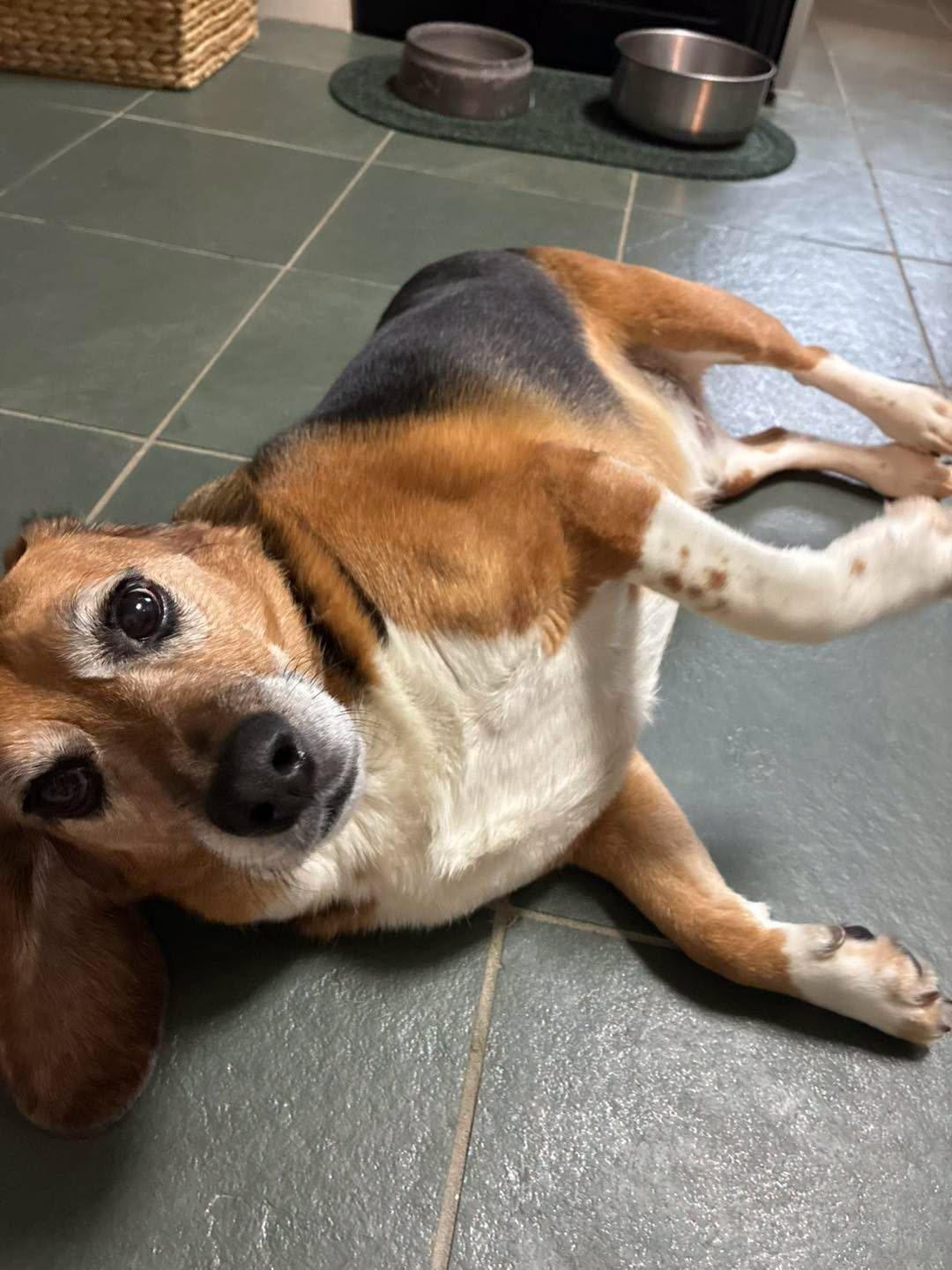 Enlarge Charlie, an adoption pending Beagle in Markham, ON image 1/5
