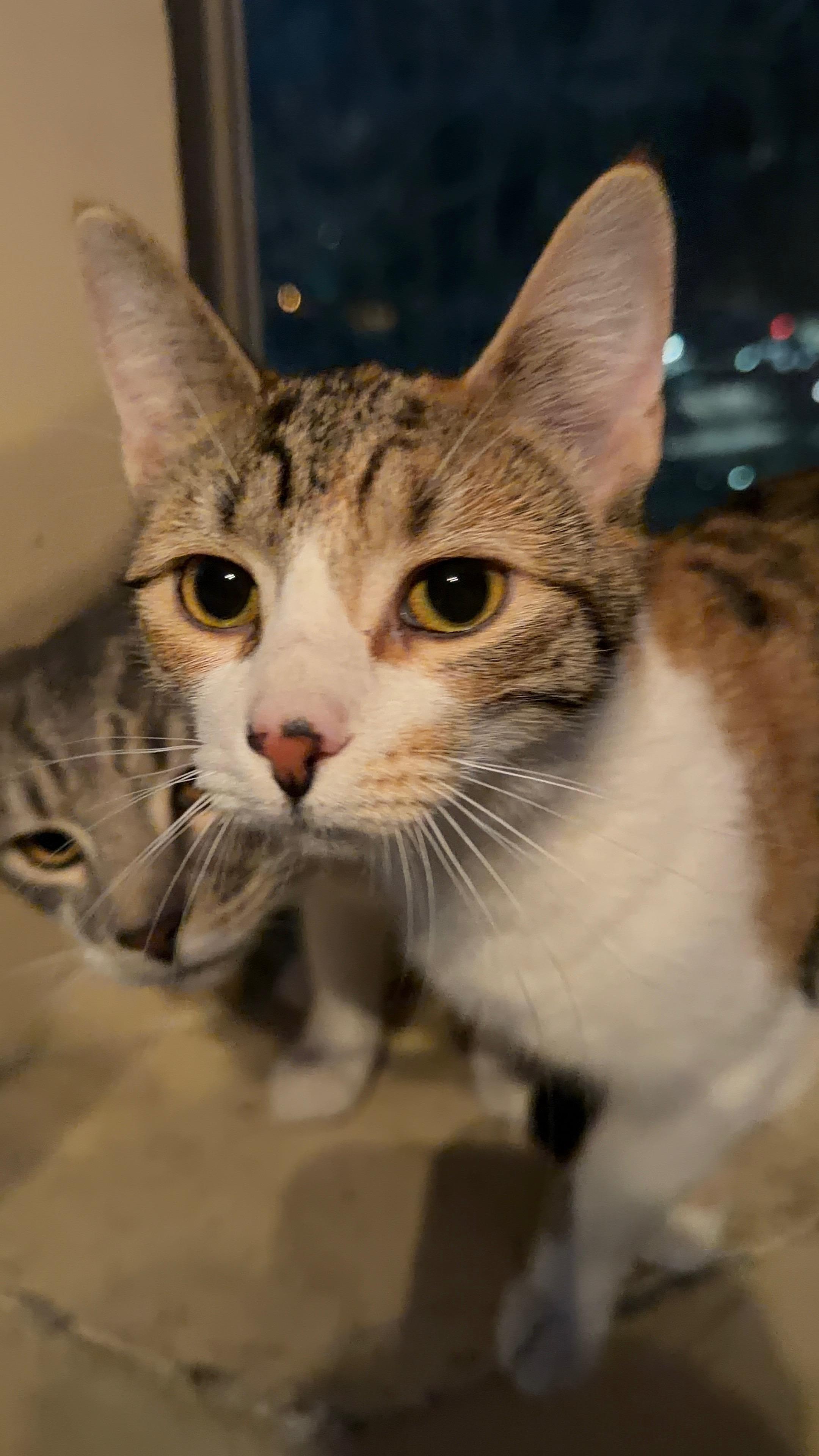 Enlarge Kitty, a ADOPTABLE Domestic Short Hair in Bayonne, NJ image 6/6