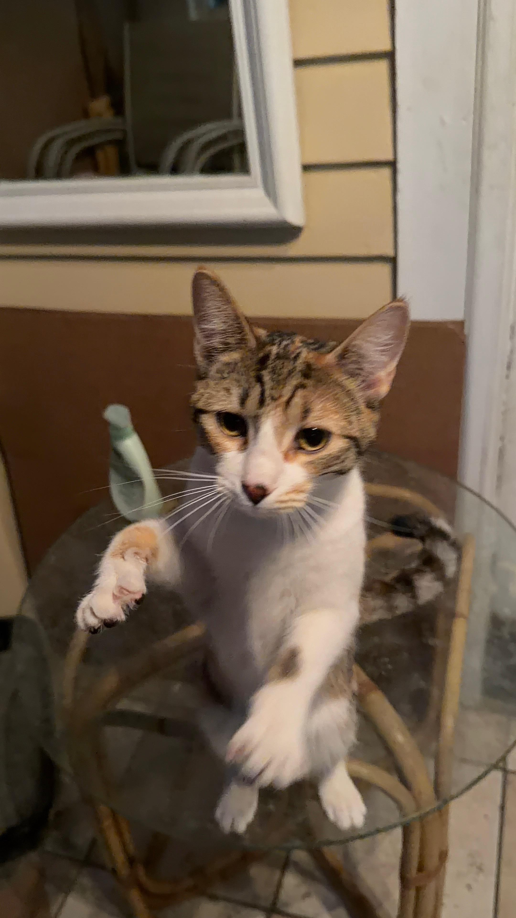 Enlarge Kitty, a ADOPTABLE Domestic Short Hair in Bayonne, NJ image 3/6