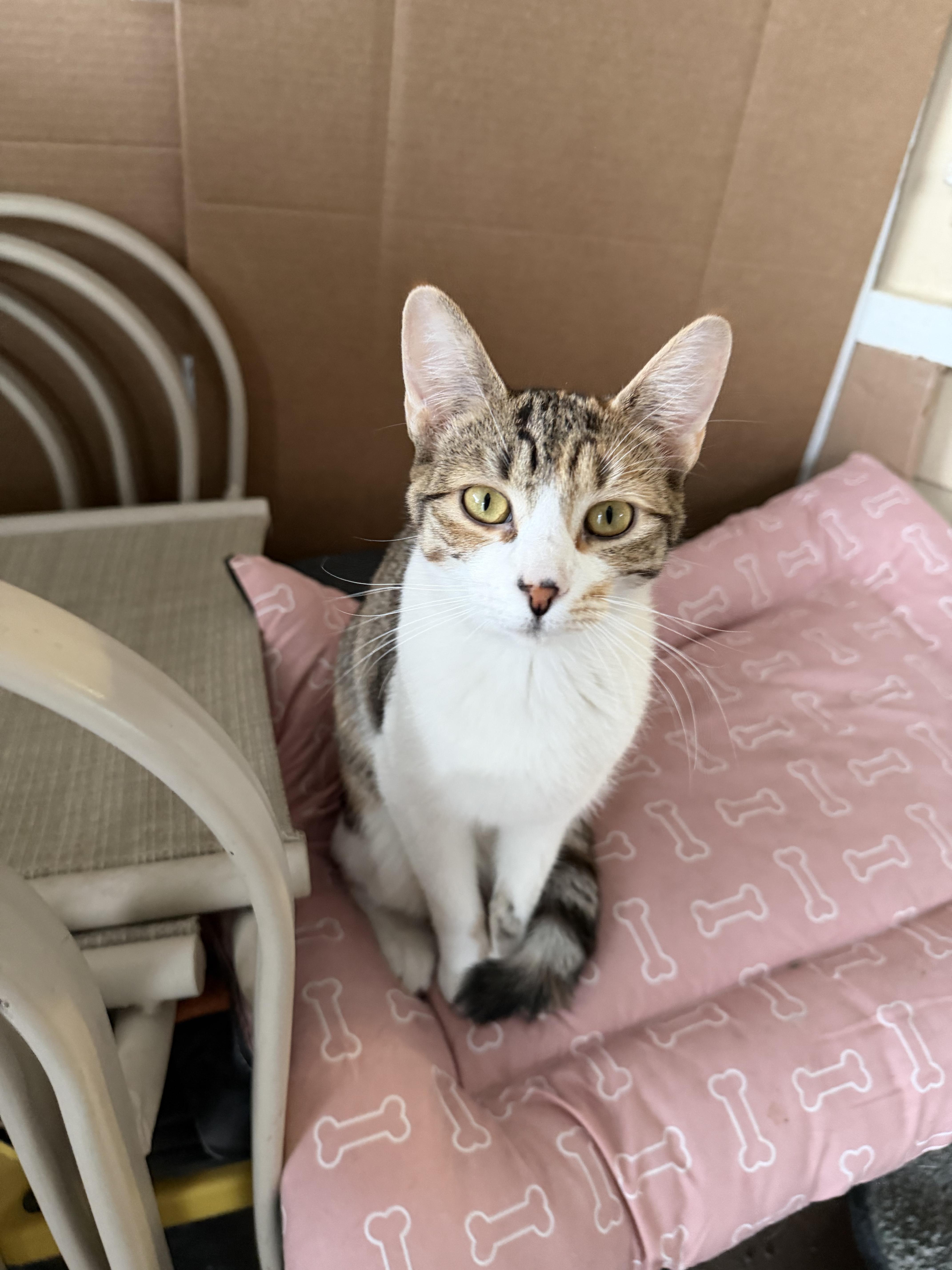 Kitty, ADOPTABLE, Young Female Domestic Short Hair.