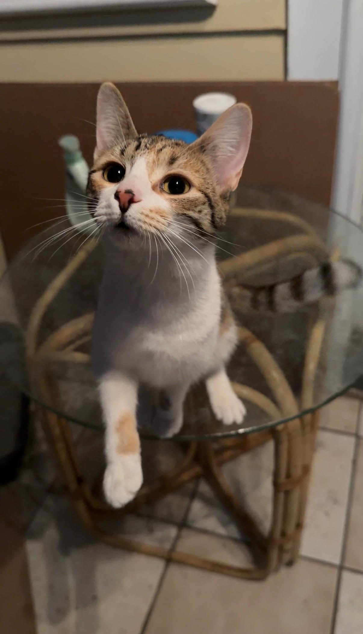 Enlarge Kitty, a ADOPTABLE Domestic Short Hair in Bayonne, NJ image 5/6