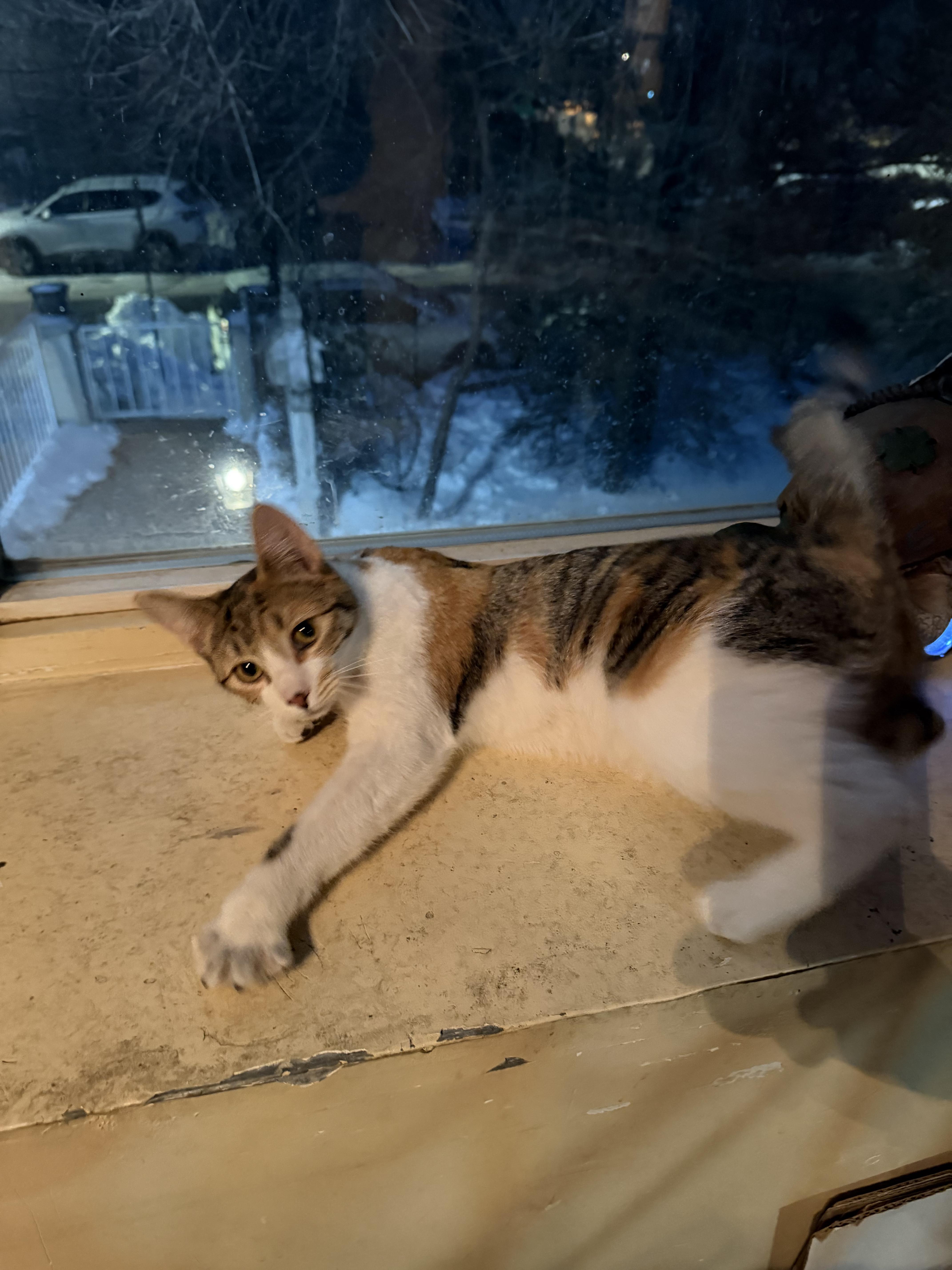 Enlarge Kitty, a ADOPTABLE Domestic Short Hair in Bayonne, NJ image 2/6