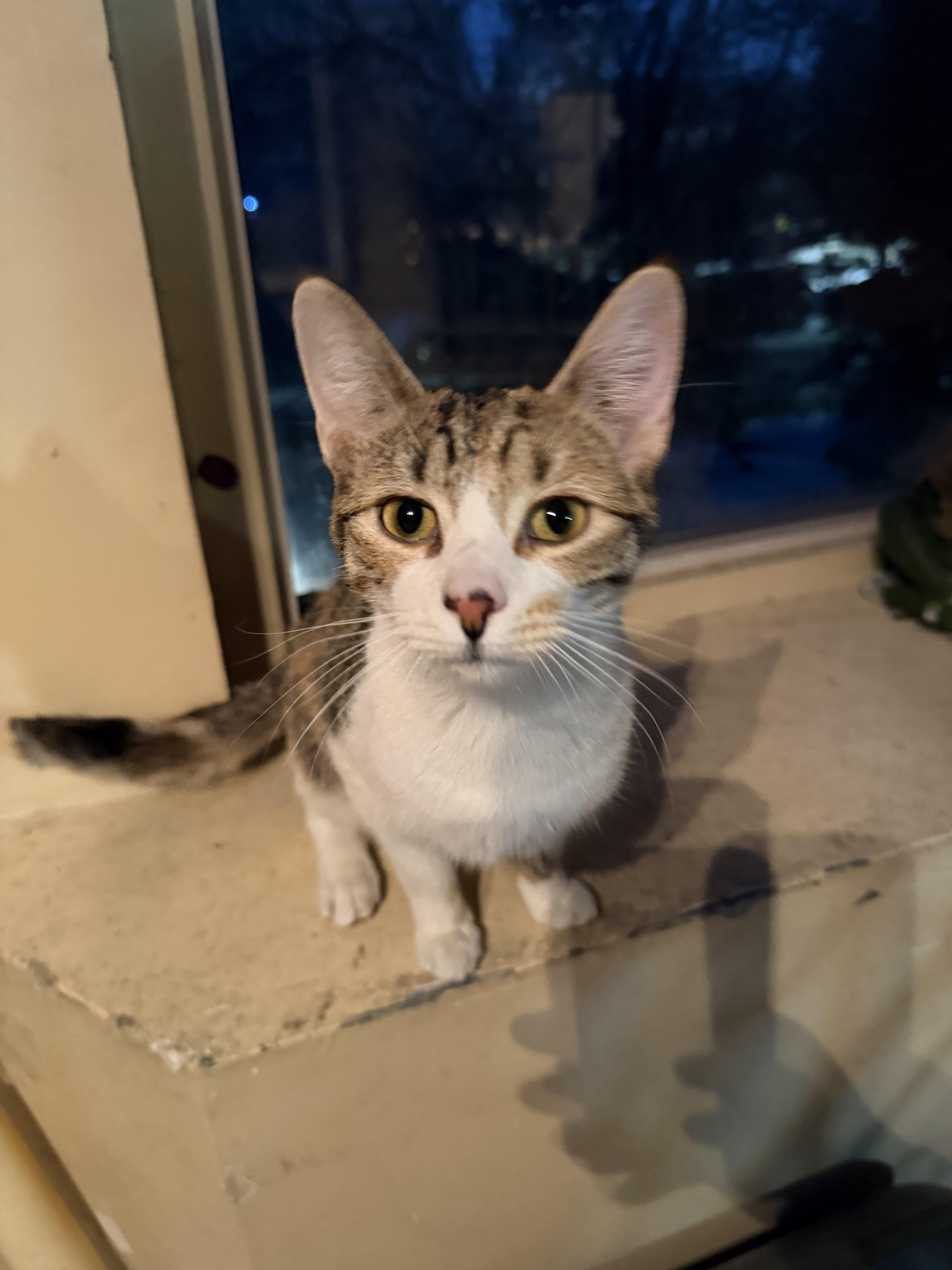 Enlarge Kitty, a ADOPTABLE Domestic Short Hair in Bayonne, NJ image 4/6