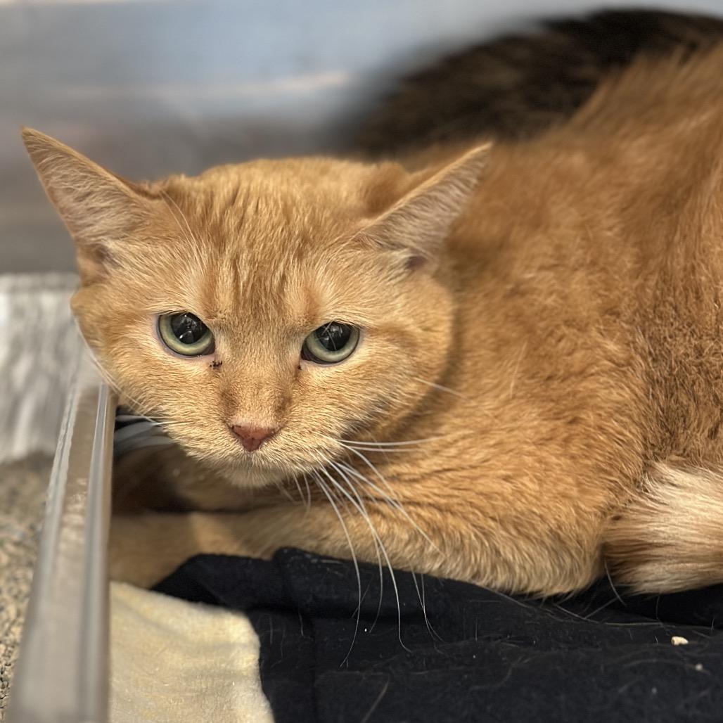 Annie, Adoptable, Adult Female Domestic Short Hair.