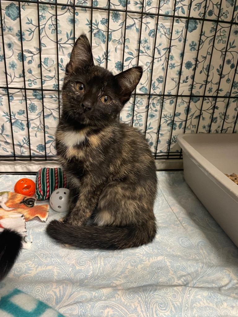 Enlarge Nia, a Adoptable mixed breed in Mineral, VA image 1/1