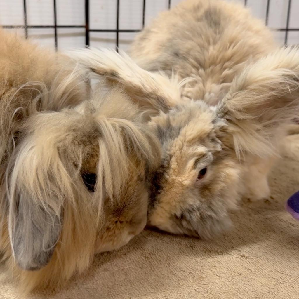 Enlarge Miss Demeanor / Darina, a Adoptable Lionhead in San Francisco, CA image 1/4