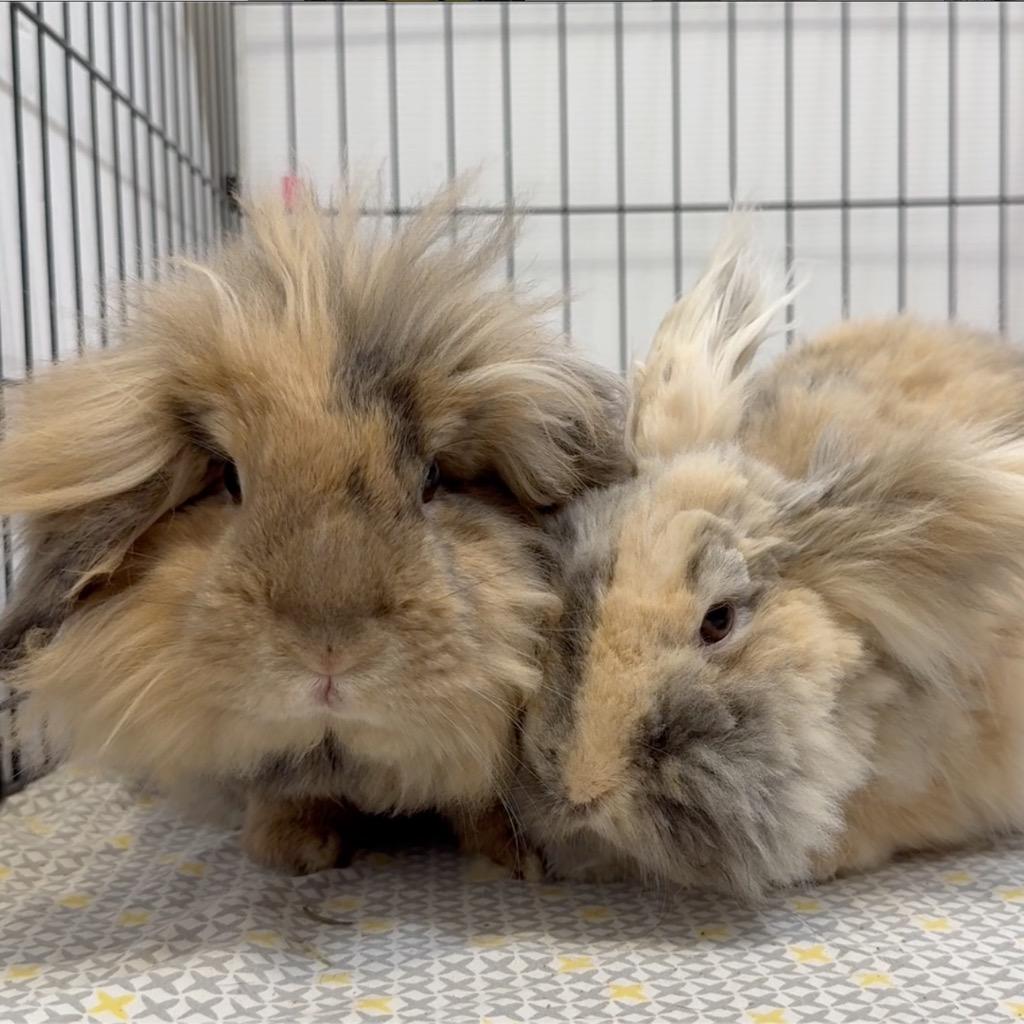 Enlarge Miss Demeanor / Darina, a Adoptable Lionhead in San Francisco, CA image 3/4