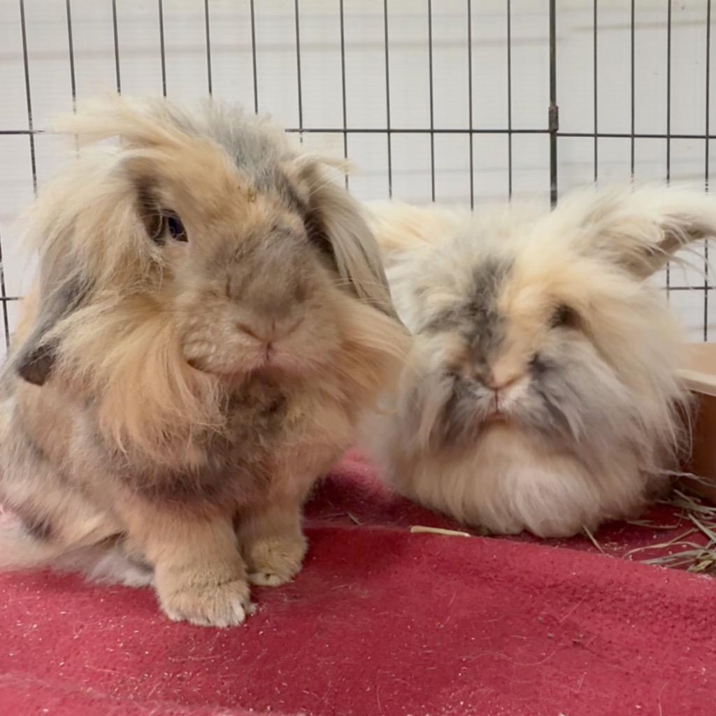 Enlarge Miss Demeanor / Darina, a Adoptable Lionhead in San Francisco, CA image 4/4