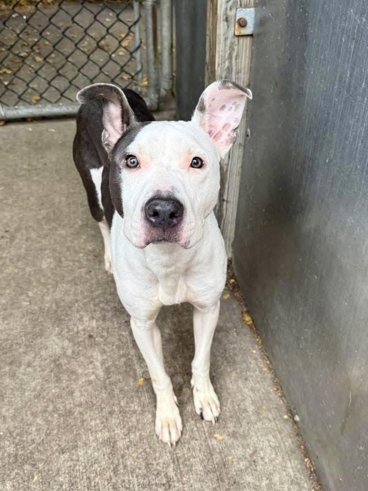 Enlarge Declynn, a ADOPTABLE Pit Bull Terrier in Chicago, IL image 1/4