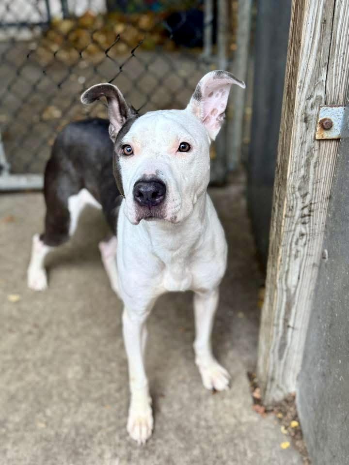 Enlarge Declynn, a ADOPTABLE Pit Bull Terrier in Chicago, IL image 2/4