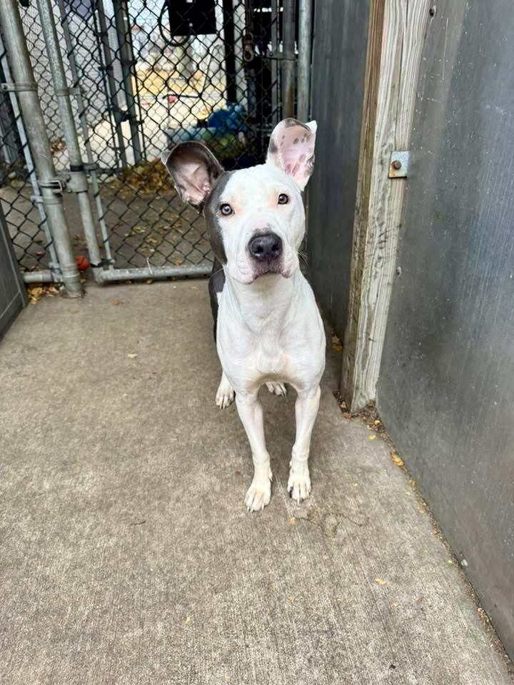 Enlarge Declynn, a ADOPTABLE Pit Bull Terrier in Chicago, IL image 3/4