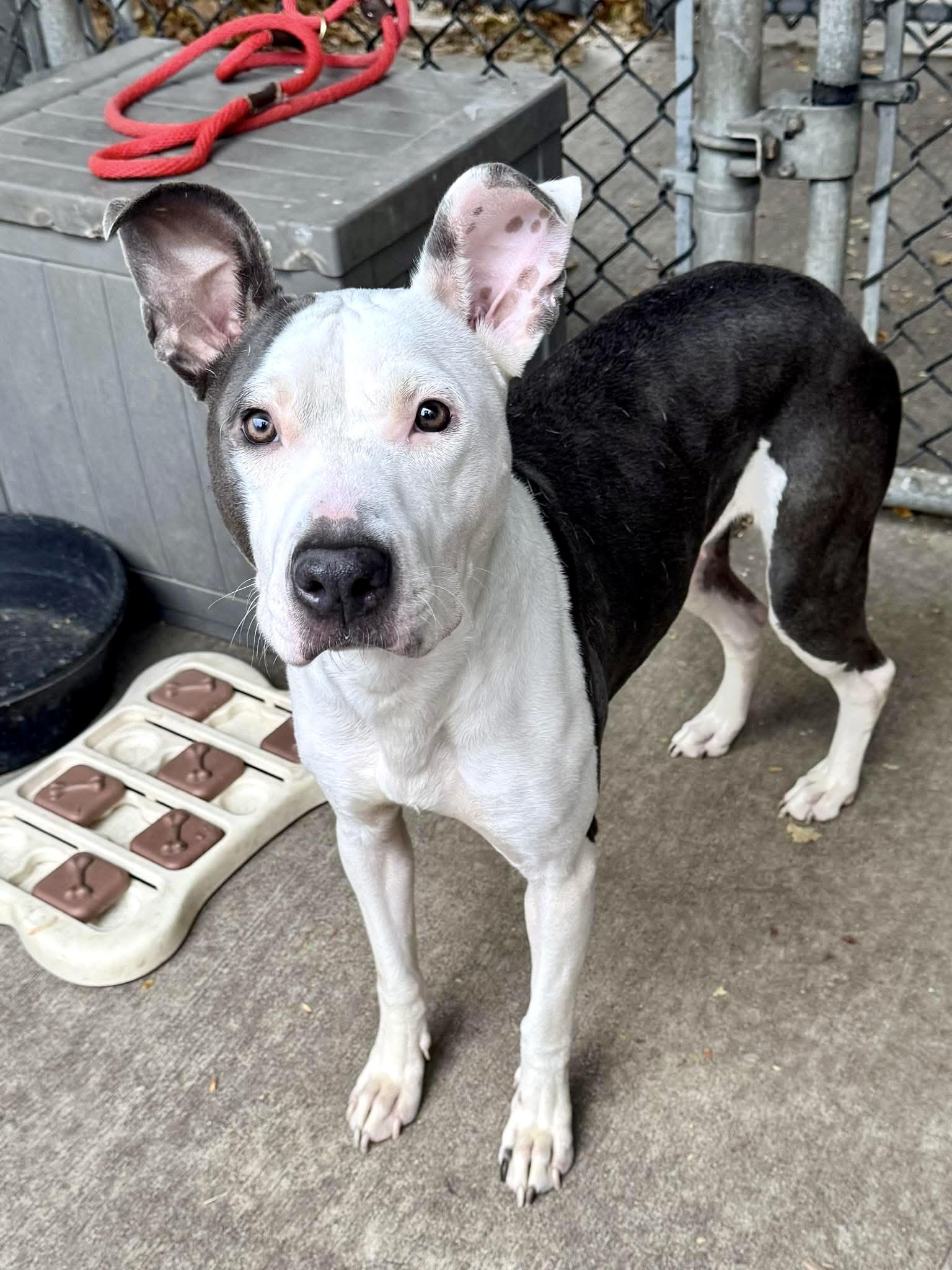 Enlarge Declynn, a ADOPTABLE Pit Bull Terrier in Chicago, IL image 4/4