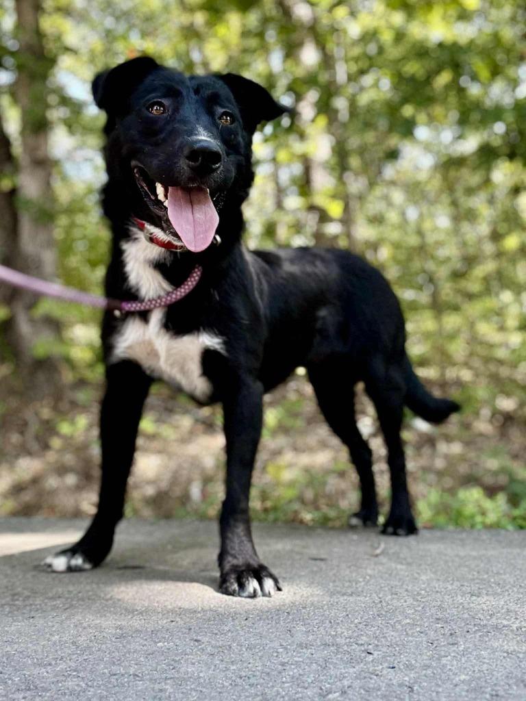 Enlarge Frank, a Adoptable Australian Cattle Dog / Blue Heeler in Waverly, TN image 1/1