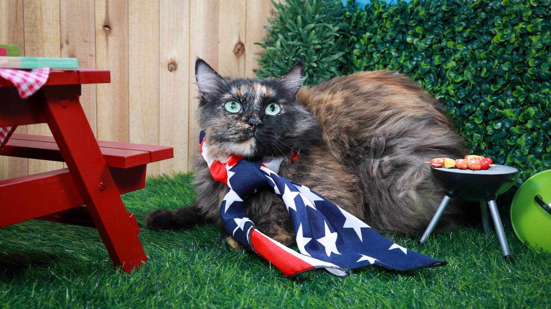 Tortina & Bella, adoptable, Adult Female Tortoiseshell & American Bobtail.