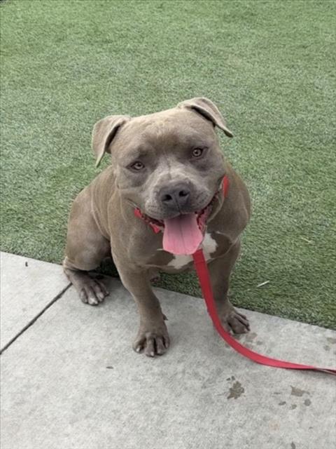 TANK, Adoptable, Young Male Pit Bull Terrier & Mixed Breed.