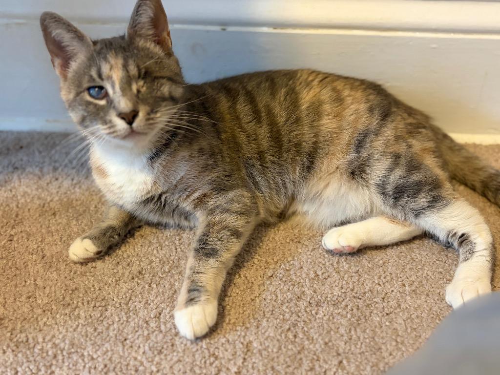 Marble, Adoptable, Young Female Domestic Short Hair.