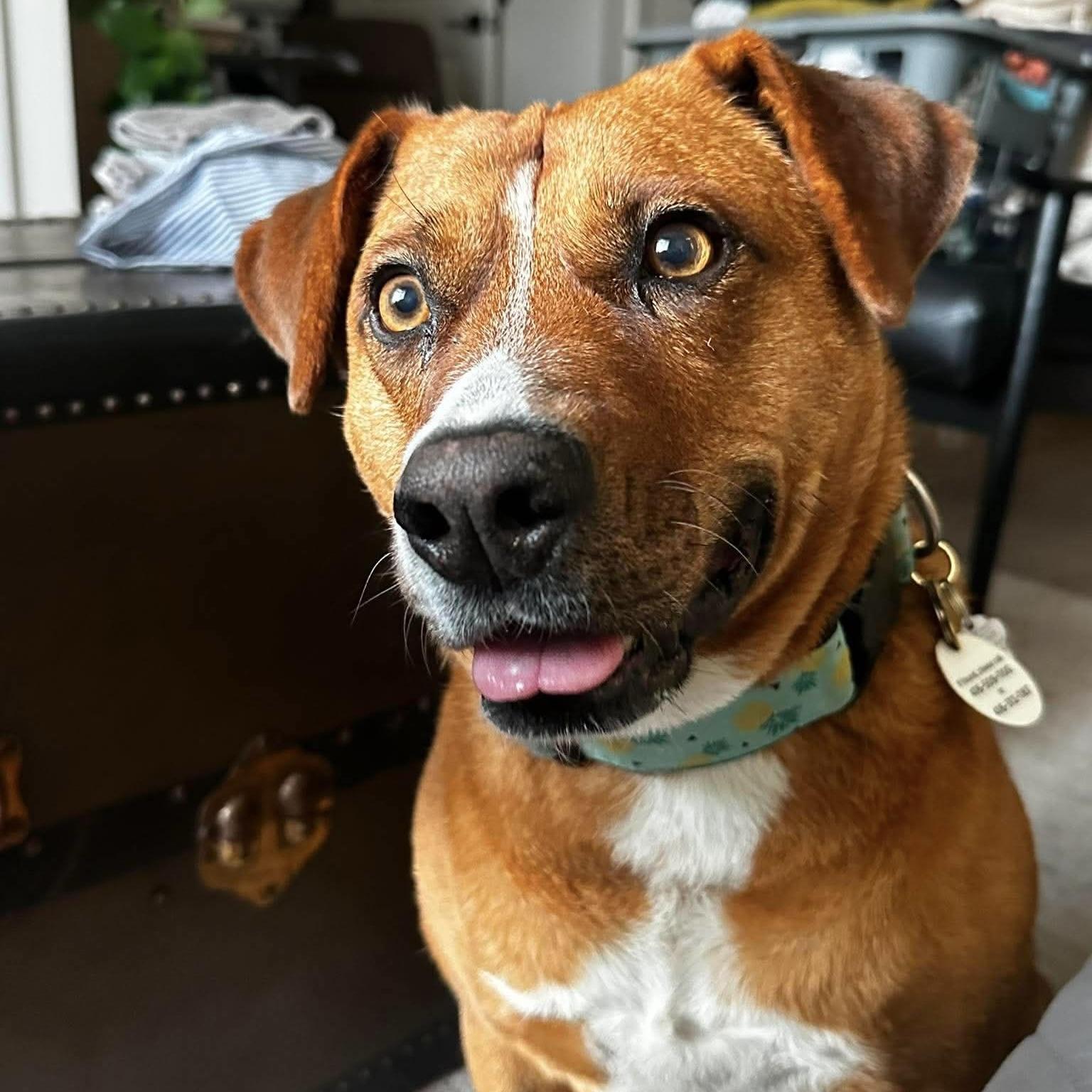 Enlarge Felice, a Adoptable mixed breed in London, ON image 3/6