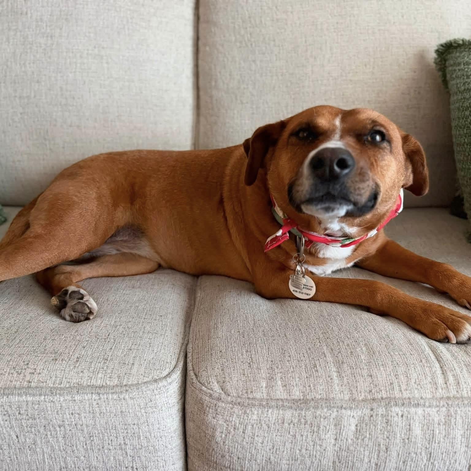 Enlarge Felice, a Adoptable mixed breed in London, ON image 5/6