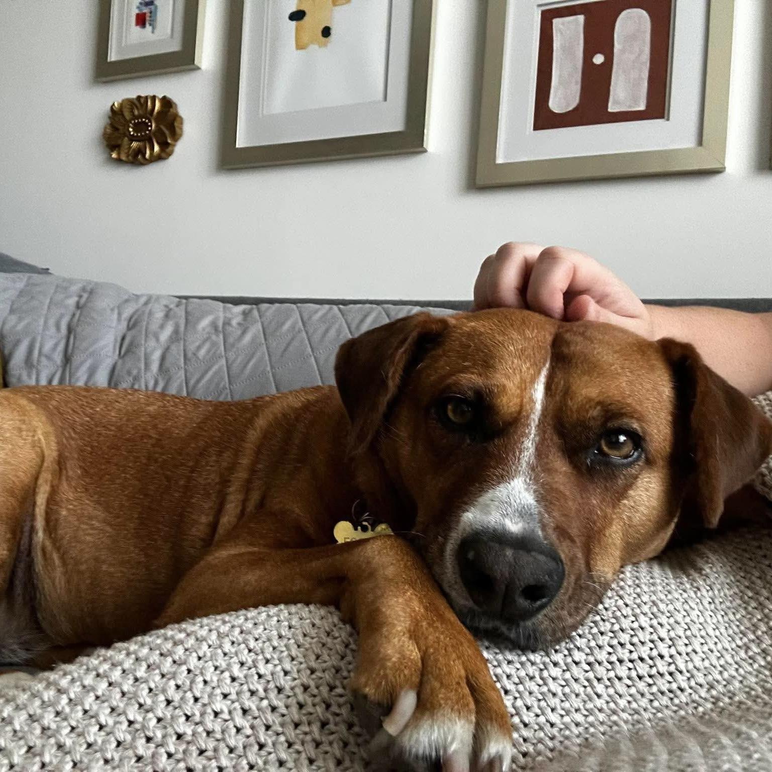 Enlarge Felice, a Adoptable mixed breed in London, ON image 1/6