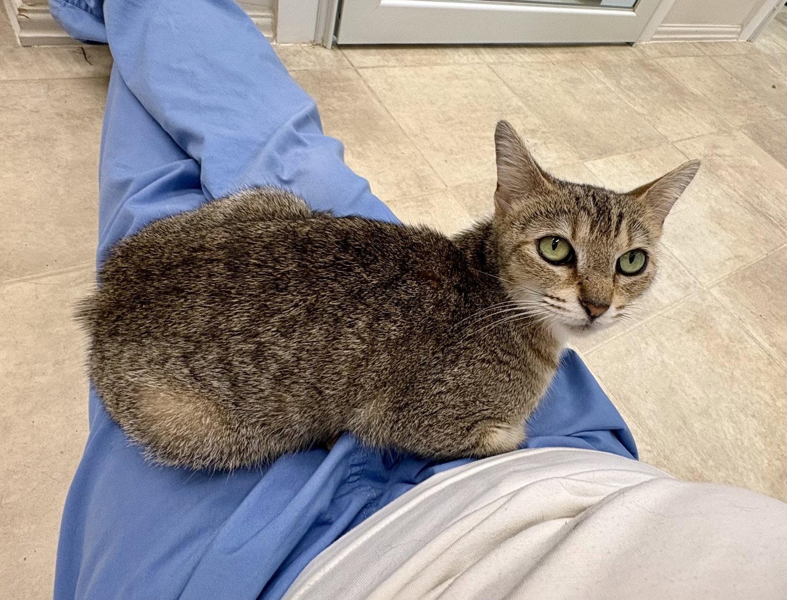 Sugar, Adoptable, Young Female Domestic Short Hair & Tabby.