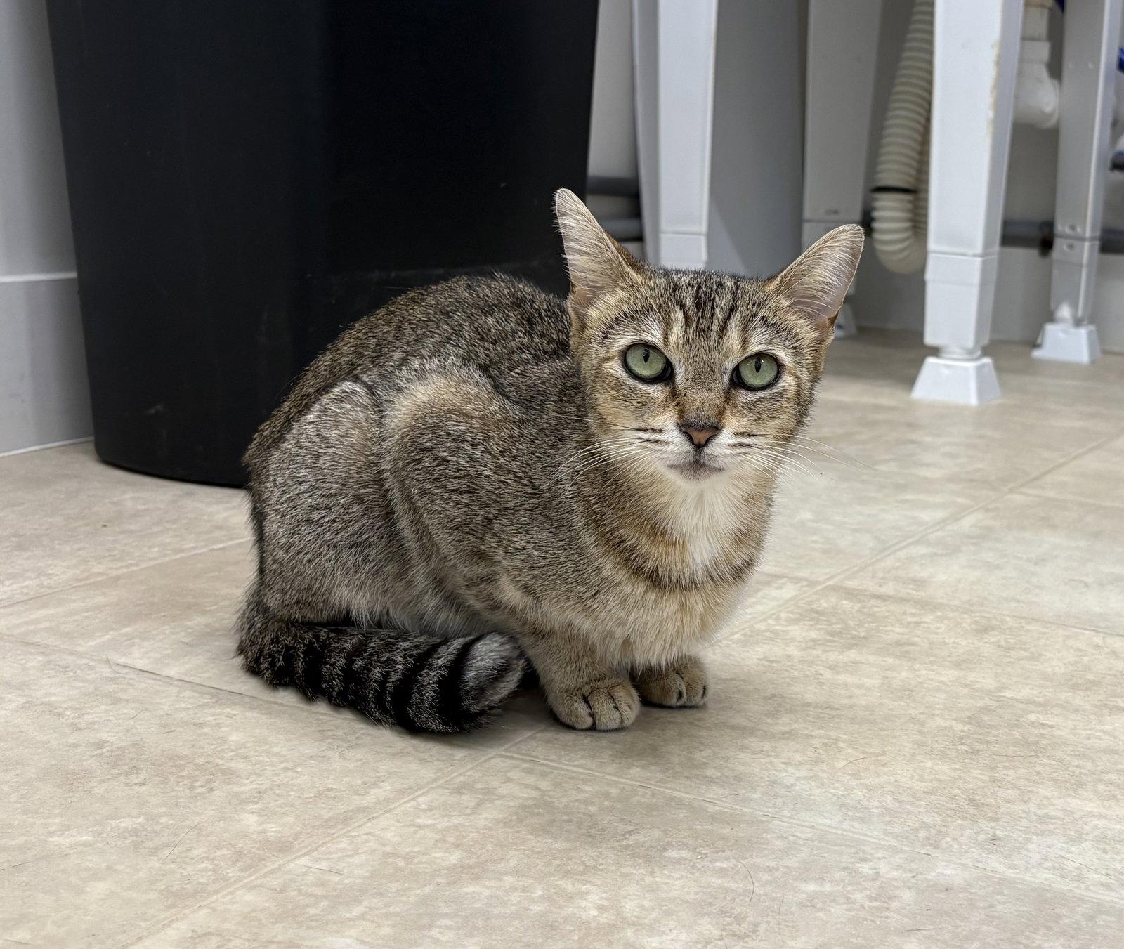 Enlarge Sugar, a Adoptable mixed breed in Mc Cormick, SC image 2/3
