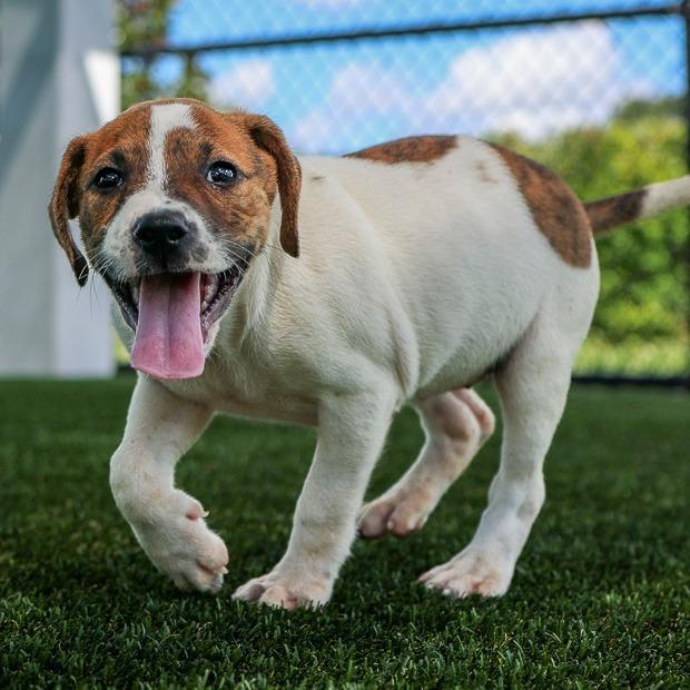 Stripes, Adoptable, Puppy Female Mixed Breed.