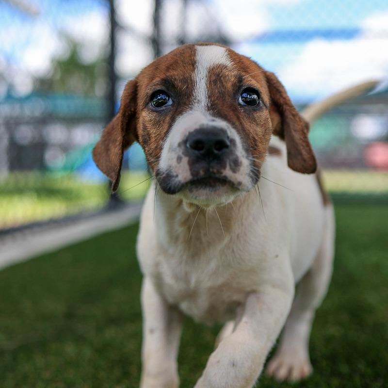 Enlarge Stripes, a Adoptable Mixed Breed in Bradenton, FL image 2/3