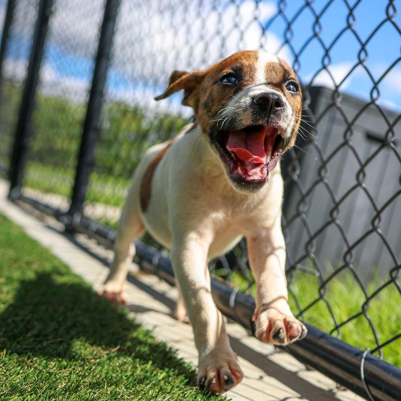 Enlarge Stripes, a Adoptable Mixed Breed in Bradenton, FL image 3/3
