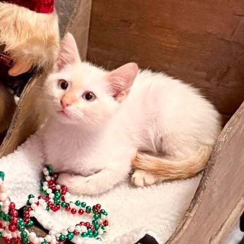 Kevin, Adoptable, Kitten Male Domestic Short Hair.