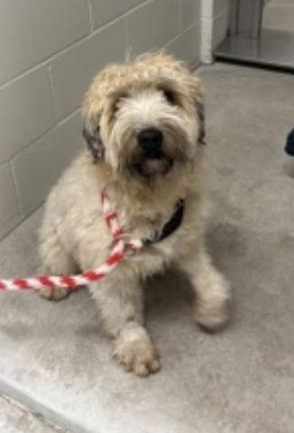 Enlarge Hazel D6154, a Adopted Wheaten Terrier in minneapolis, MN image 1/1