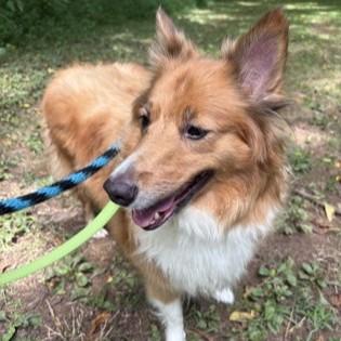 Sadie, an adopted mixed breed in Phoenixville, PA image 2/4
