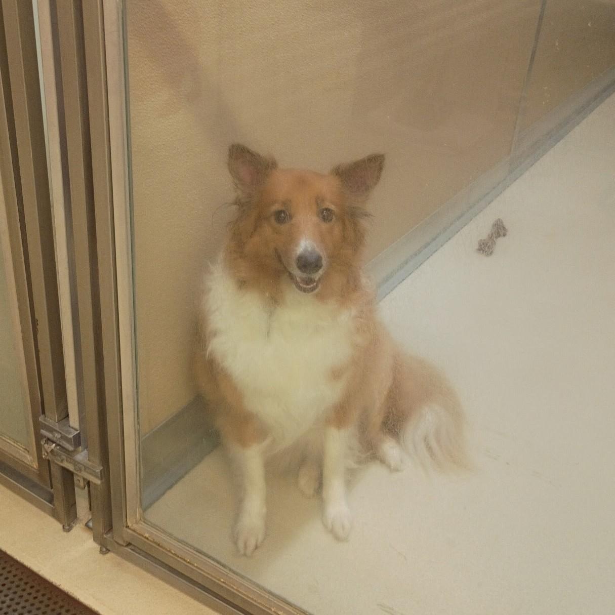 Sadie, an adopted mixed breed in Phoenixville, PA image 3/4