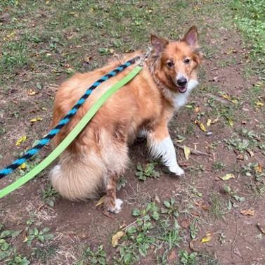 Sadie, an adopted mixed breed in Phoenixville, PA image 1/4
