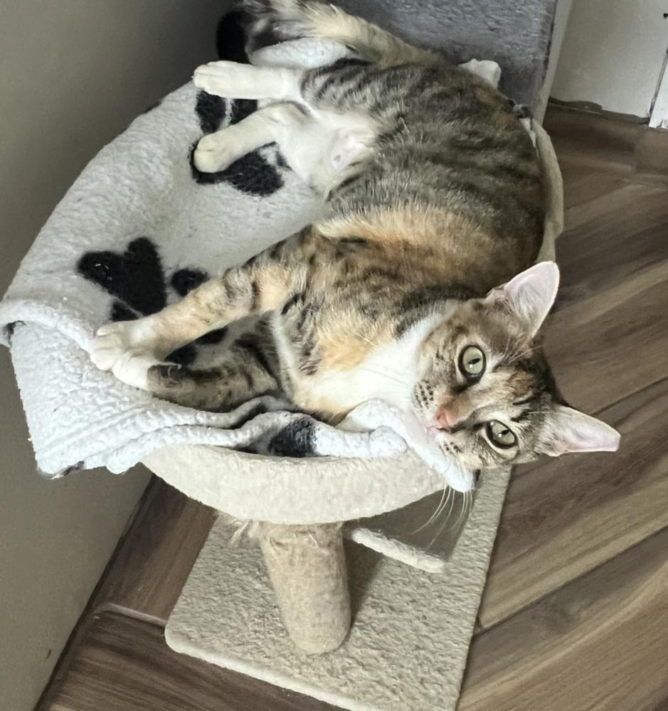 Dove, Adoptable, Adult Female Domestic Short Hair & Tabby.