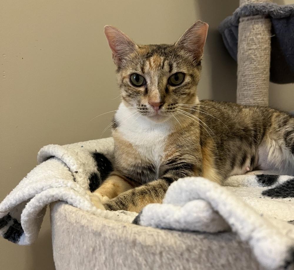 Enlarge Dove, a Adoptable mixed breed in Cary, NC image 3/5
