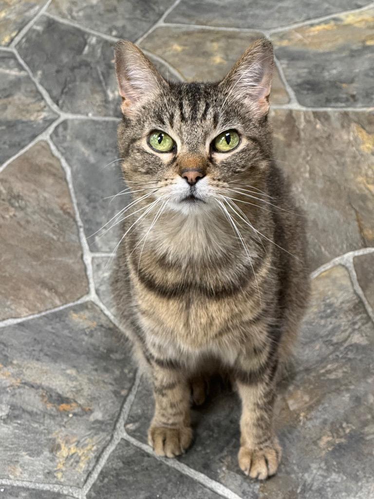 Enlarge Emily, a Adoptable mixed breed in Shorewood, IL image 1/3