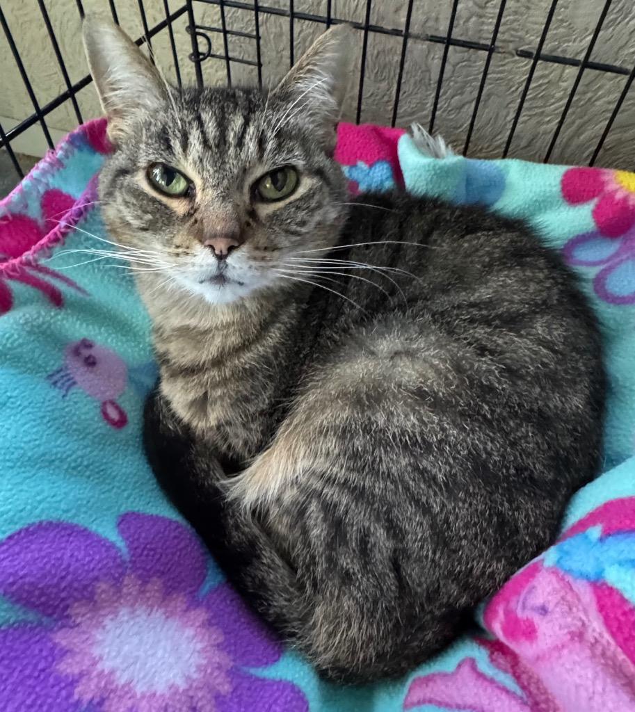 Enlarge Emily, a Adoptable mixed breed in Shorewood, IL image 2/3