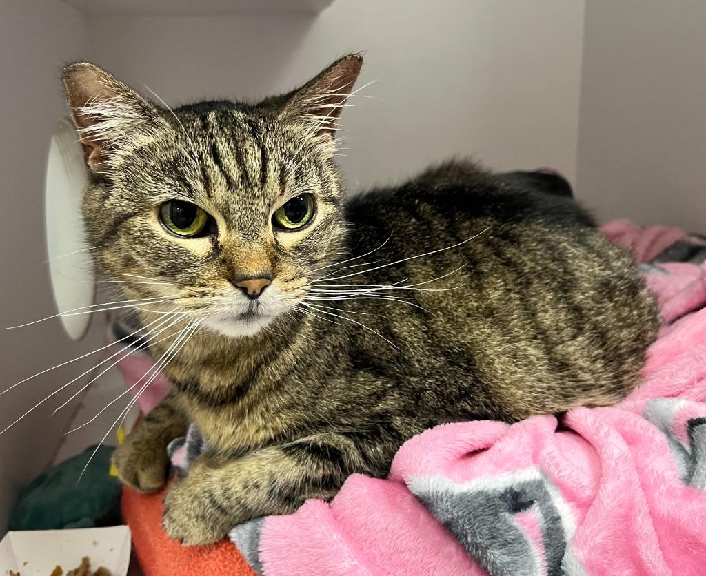 Enlarge Emily, a Adoptable mixed breed in Shorewood, IL image 3/5