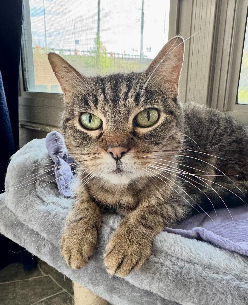 Enlarge Emily, a Adoptable mixed breed in Shorewood, IL image 3/3