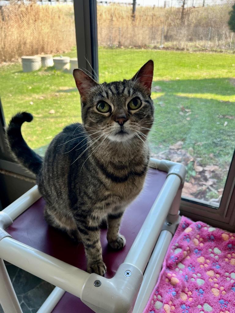 Enlarge Emily, a Adoptable mixed breed in Shorewood, IL image 4/4