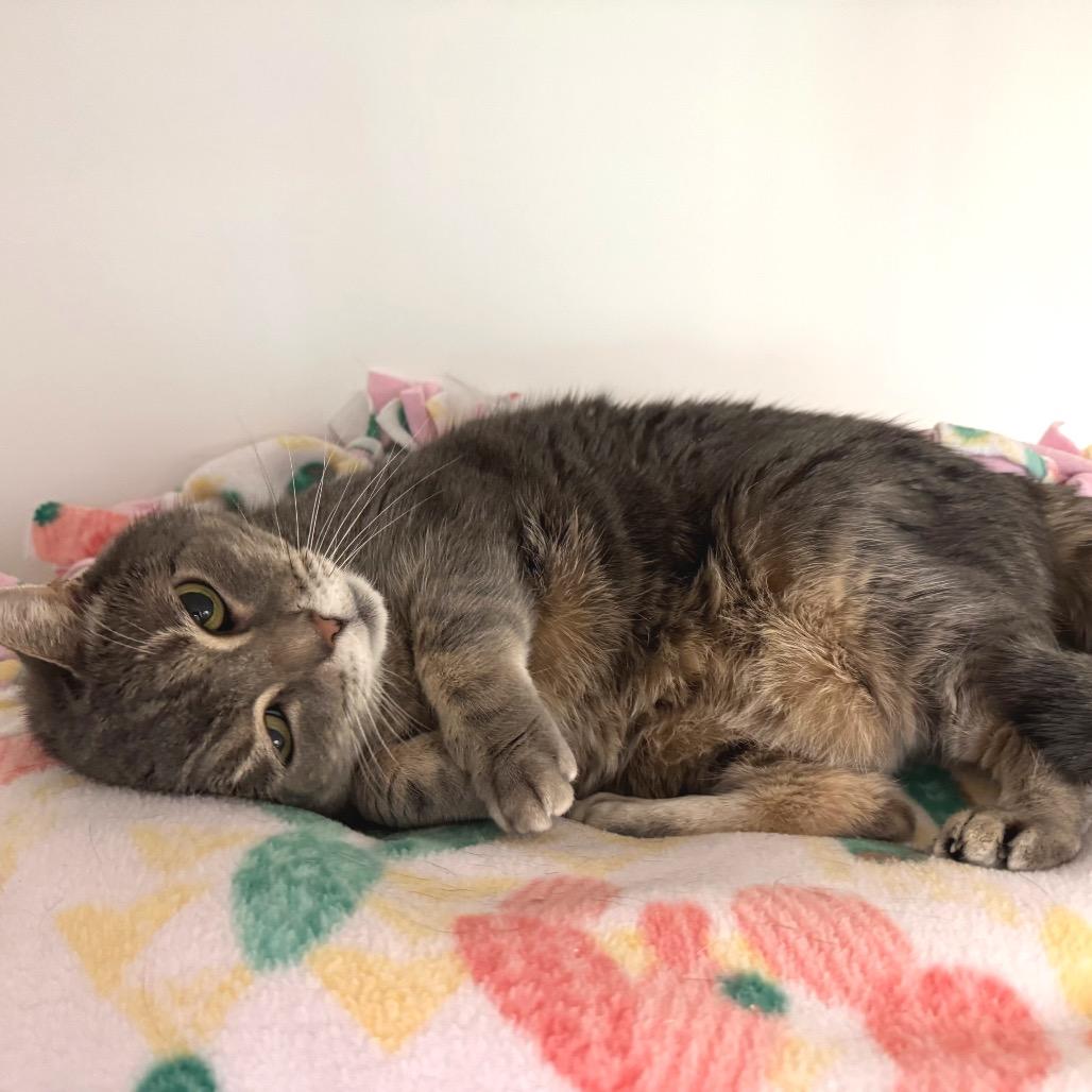 Enlarge Chloe, a Adoptable Domestic Short Hair in Port Angeles, WA image 2/6